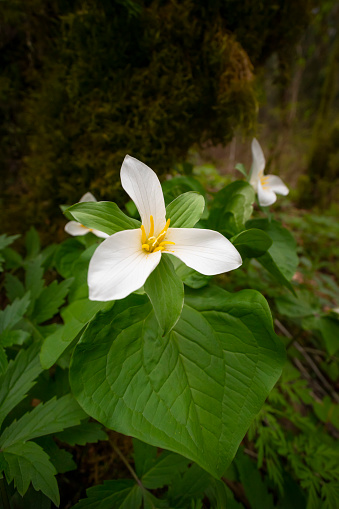 Trillium wildflower on the forest floor in the Columbia River Gorge.