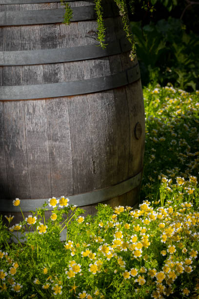 Yellow flowers surround an old wine barrel converted into a planter.