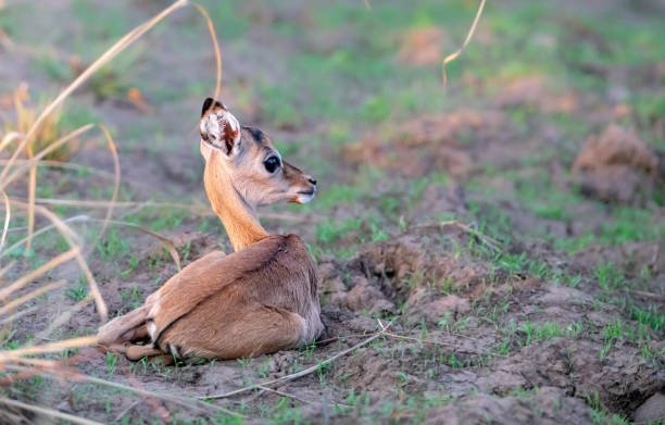 istock Cute little Impala fawn apparently newly born 1325497251
