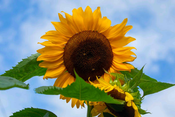 istock Detailed Sunflower Blue Sky Backdrop 1325498779