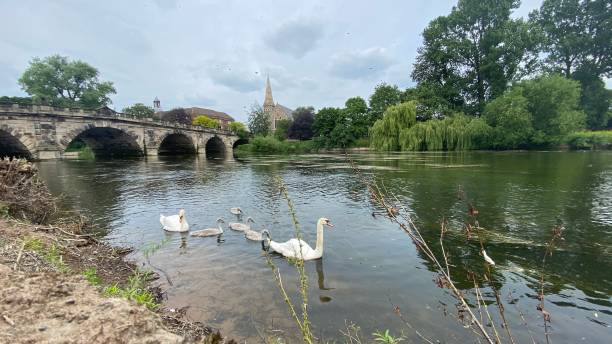 istock Swans family in river Severn 1325499926