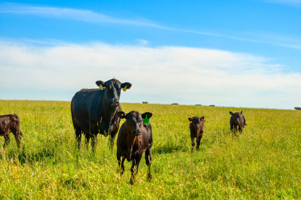 istock A black angus cow and calf graze on a green meadow 1325500373