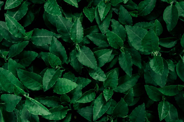 istock tropical leaves, abstract green leaves texture, nature background 1325502565