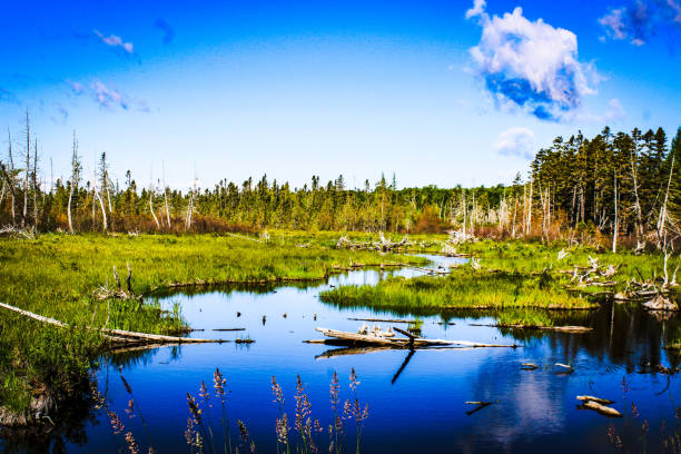 Beauty in Nature