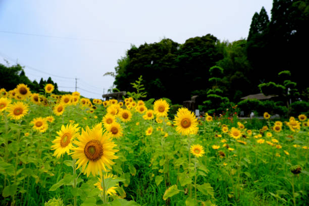 istock Sunflower flowers that grow in clusters 1325507358