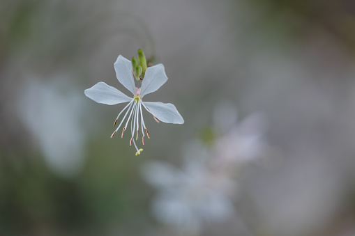 Macro shot of a Tiny White Wandflower floating on a Soft blurred floral background