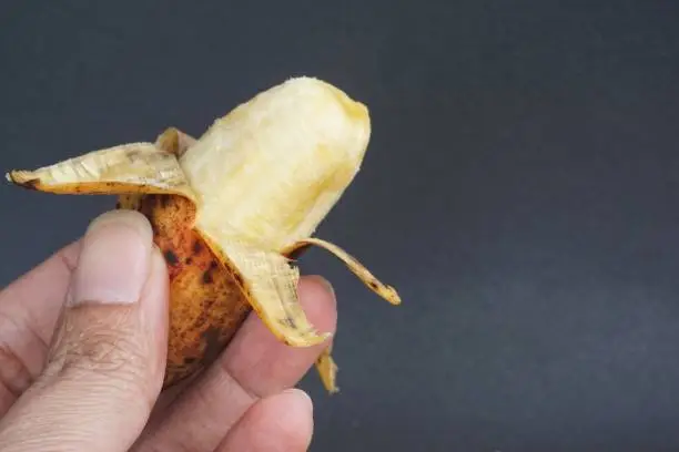 The woman's hand holding a small ripe banana, isolated on a black background