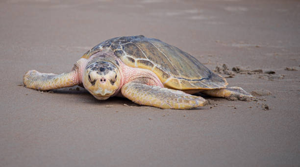 istock Sea Turtles Going Home to the Ocean 1325508147