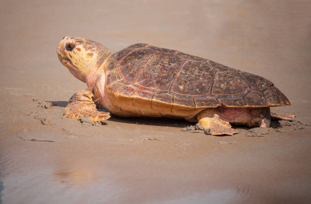 istock Sea Turtles Going Home to the Ocean 1325508151