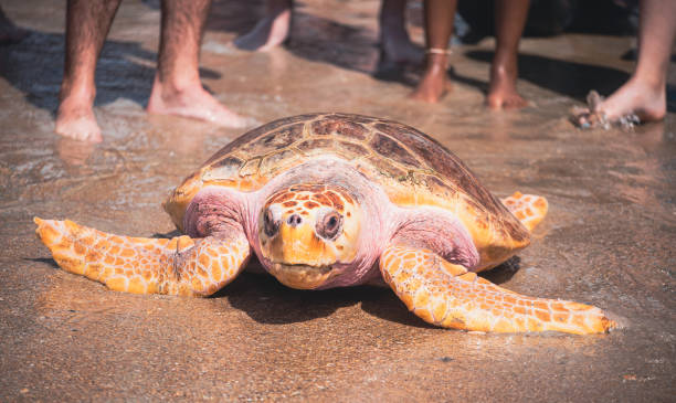 istock Sea Turtles Going Home to the Ocean 1325508182
