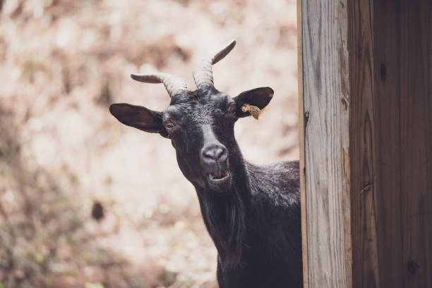 istock Goat Family 1325508195