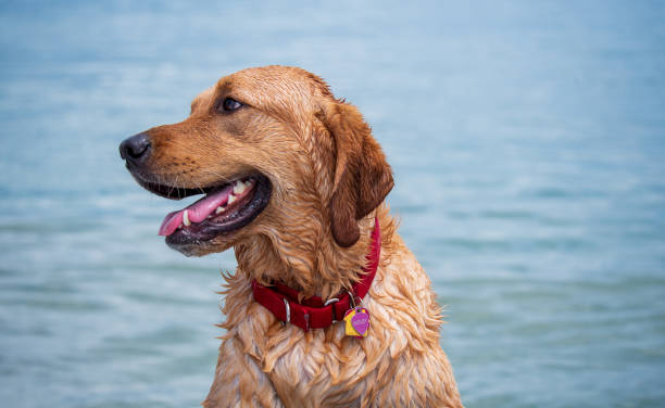 istock Dogs Playing at the Beach 1325508250