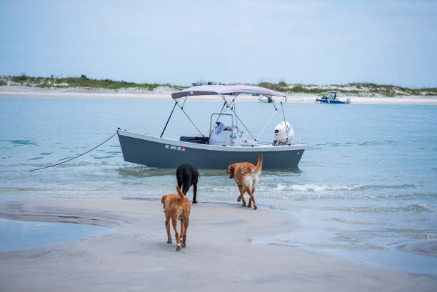 istock Dogs Playing at the Beach 1325508255