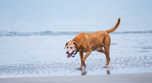 istock Dogs Playing at the Beach 1325508257