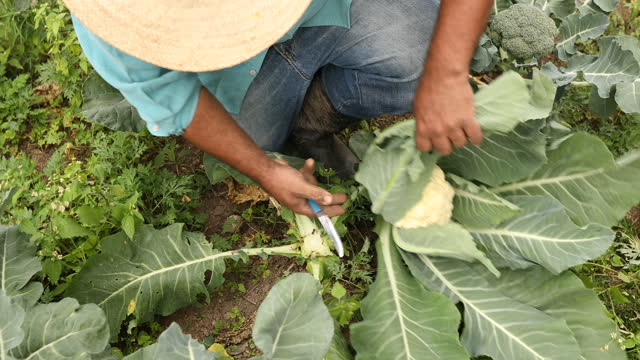 Farm worker harvesting cauliflower