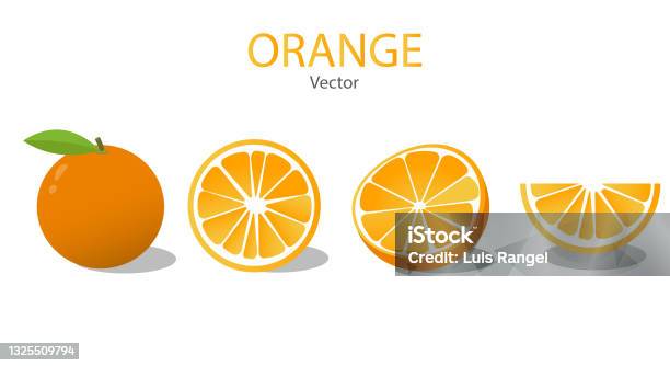 Simple Vector Orange Orange Vector Set Collection Illustration Isolated Stock Illustration ...