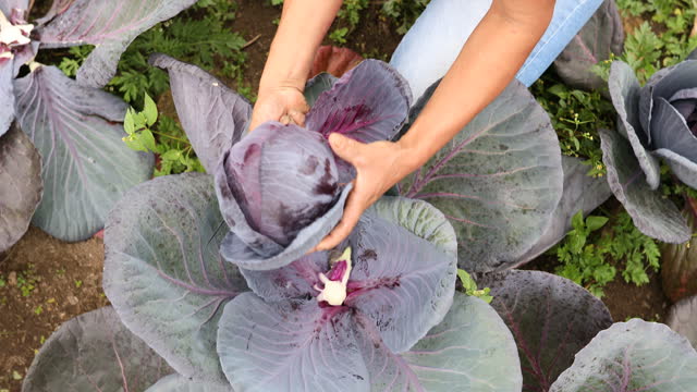 Farmer using a knife to harvest a red cabbage