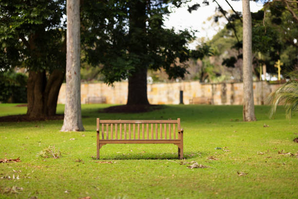 Wooden bench with grass and trees. .