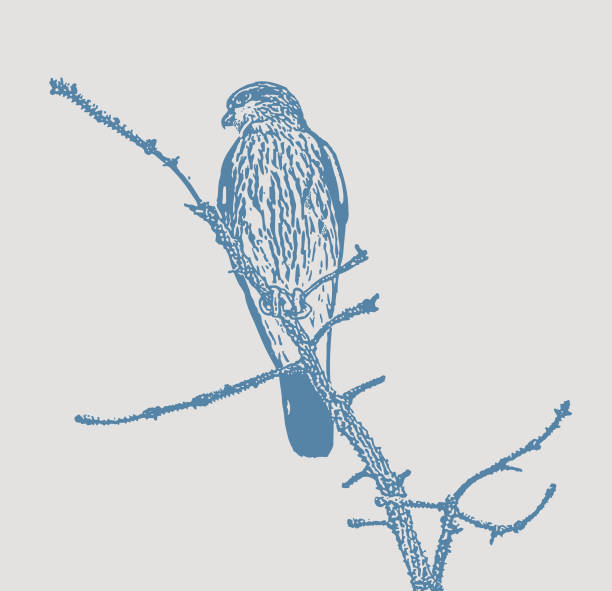 merlin falcon siedzący na gałęzi sosny - kestrel hawk beak falcon stock illustrations