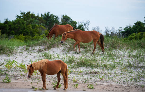 istock Wild Horses Cape Lookout 1325513044