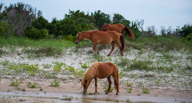 istock Wild Horses Cape Lookout 1325513057
