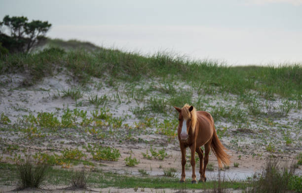 istock Wild Horses Cape Lookout 1325513107