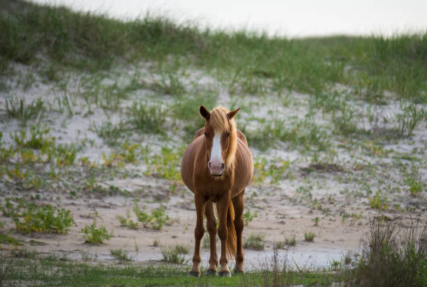 istock Wild Horses Cape Lookout 1325513190