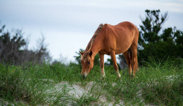 istock Wild Horses Cape Lookout 1325513225