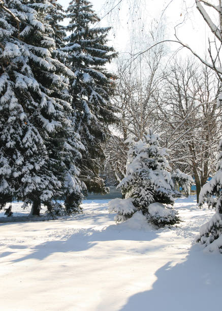 istock Coniferous trees under the snow in the city park. 1325514062