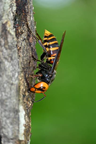 istock Queen bee of the giant hornet 1325514516
