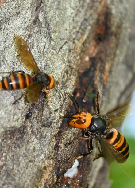 istock Queen bee of the giant hornet 1325514524
