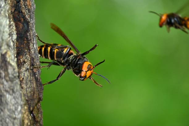 istock Queen bee of the giant hornet 1325514525