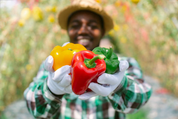 African farmer holding bell pepper produce from organic farm.Agriculture or cultivation concept stock photo