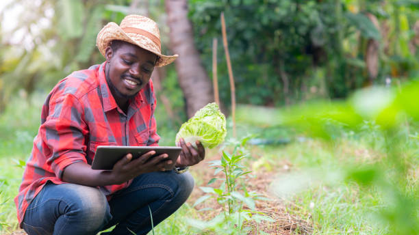 African farmer using tablet for  research cabbage and vegetables in organic farm.Agriculture or cultivation concept stock photo