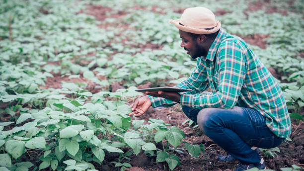 African farmer using tablet for  research leaves of plant in organic farm.Agriculture or cultivation concept stock photo