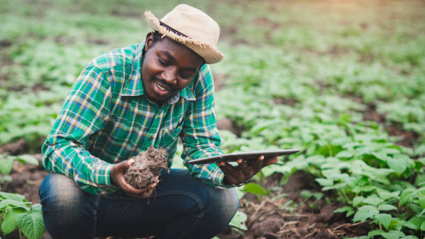 African farmer using tablet for  research soil in organic farm.Agriculture or cultivation concept stock photo