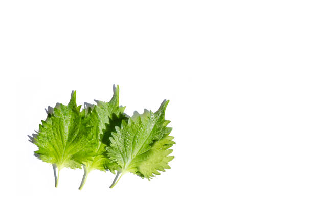 istock fresh green shiso leaf on white background 1325518856