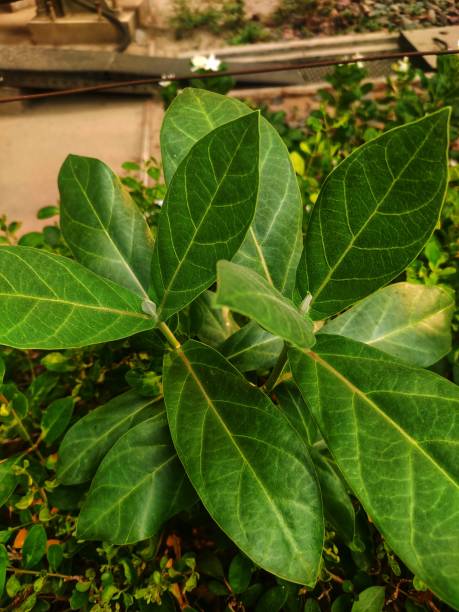 istock Calotropis gigantea 1325519004