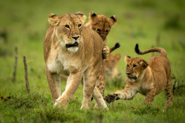 istock Lioness stands playing with cubs on grass 1325519031