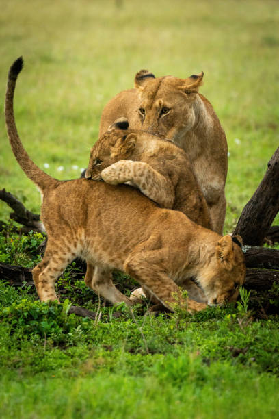 istock Lioness watches lion cubs playing by logs 1325519035