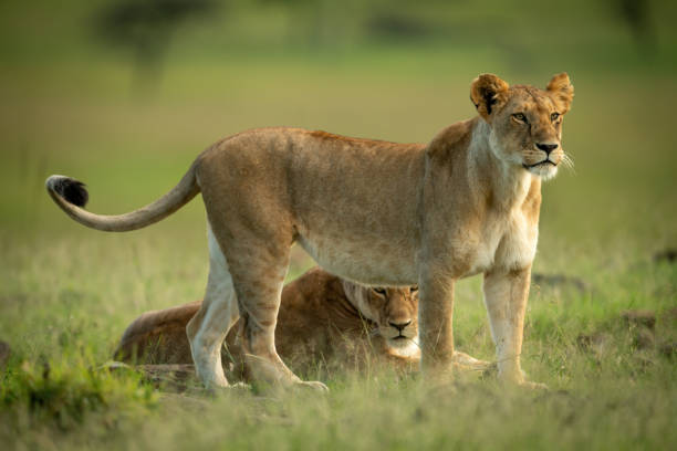 istock Lioness stands staring beside another lying down 1325519054