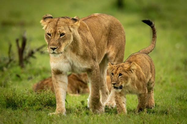 istock Lioness with cub cross grass in step 1325519055