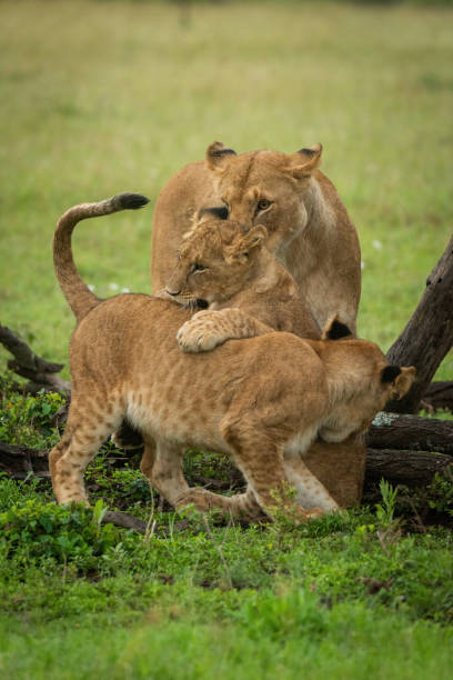 istock Lioness watches lion cubs playing beside logs 1325519062
