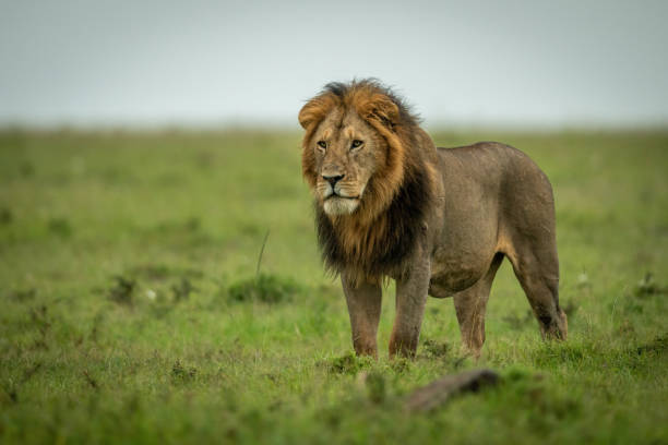 istock Male lion stands staring over flat grassland 1325519069