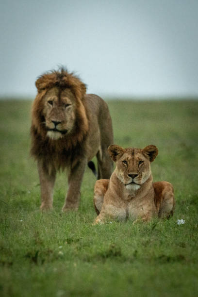 istock Male lion stands behind lioness lying down 1325519070