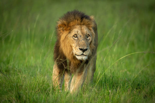 istock Male lion stands in grass in savannah 1325519074