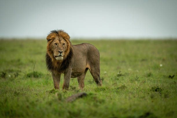 istock Male lion stands staring left in grassland 1325519080