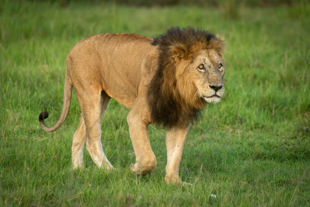 istock Male lion walks across grass lifting paw 1325519120