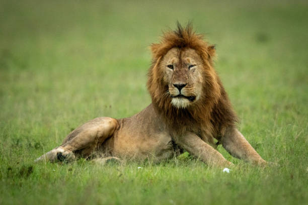 istock Male lion with damaged eye lying down 1325519127
