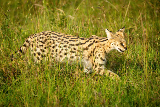 istock Serval walking through long grass lifting paw 1325519137